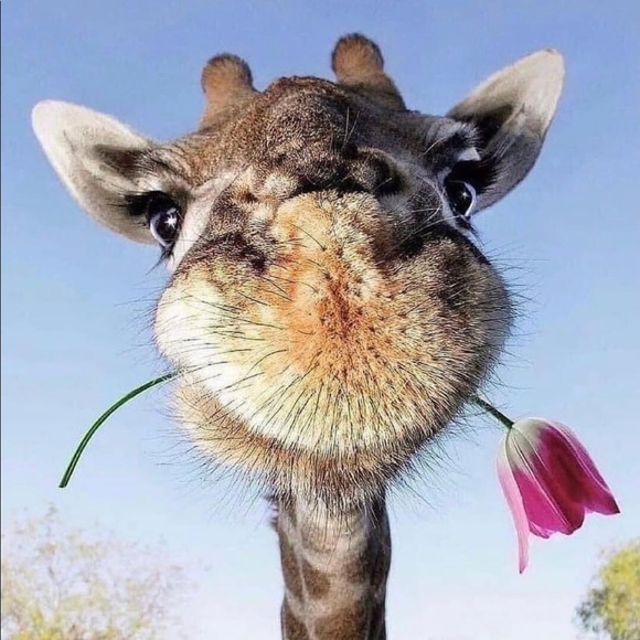 Meet your Posher, Dawn - Picture 1 of 1